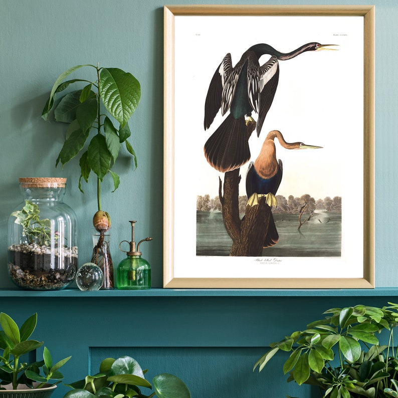 Pu&ograve; includere: Una stampa incorniciata di un'illustrazione vintage di due cavalieri d'Italia posati su un ramo. Gli uccelli sono raffigurati in uno stile realistico con piume dettagliate e uno sfondo naturale.
