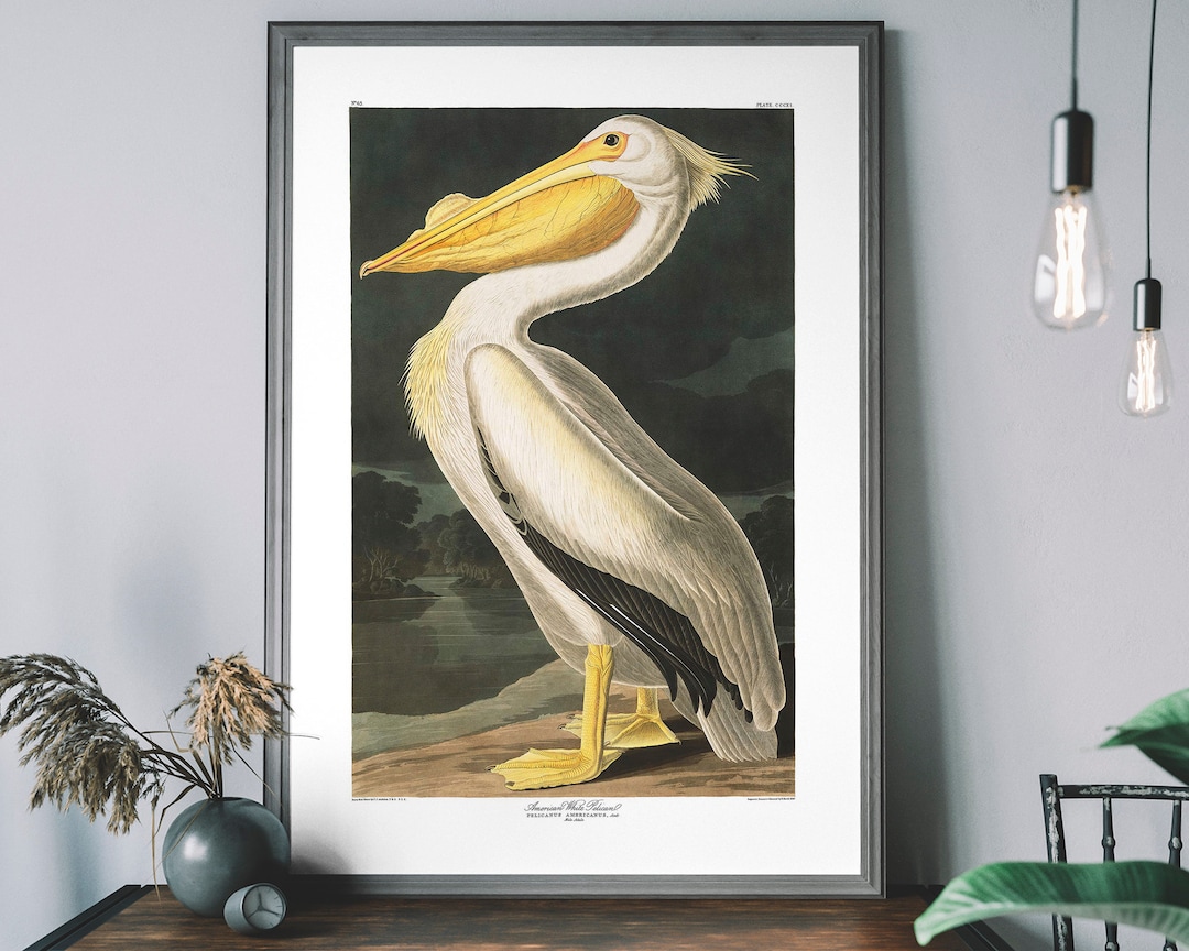 Pelican Vintage Art Print – Antique Bird Illustration, John Audubon ...