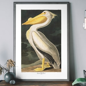 Lámina artística vintage de pelícano: ilustración de ave antigua, póster de John Audubon, decoración de pared de aves de América