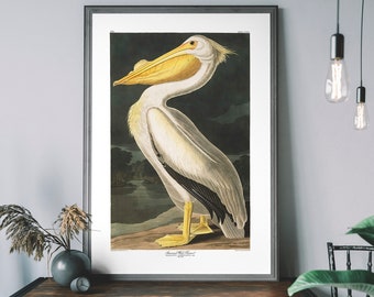 Pelican Vintage Art Print – Antique Bird Illustration, John Audubon Poster, Birds of America Wall Decor