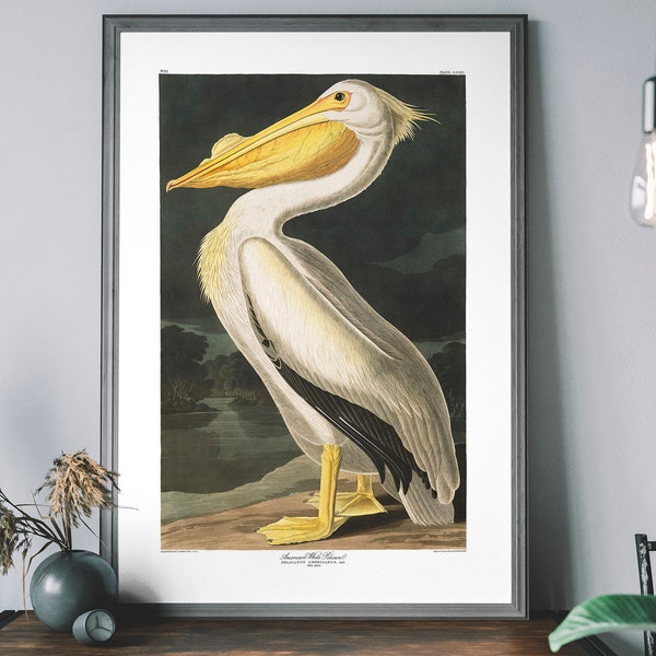 Impression d'art vintage pélican, décor oiseaux d'Amérique, illustration d'oiseau antique, affiche de John Audubon
