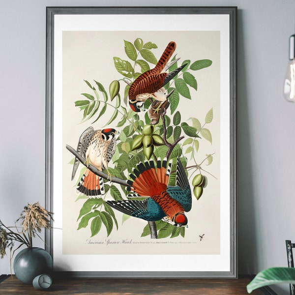 American Sparrow Hawk Art Print, Birds of America Decor, Antique Bird Illustration, John Audubon Poster