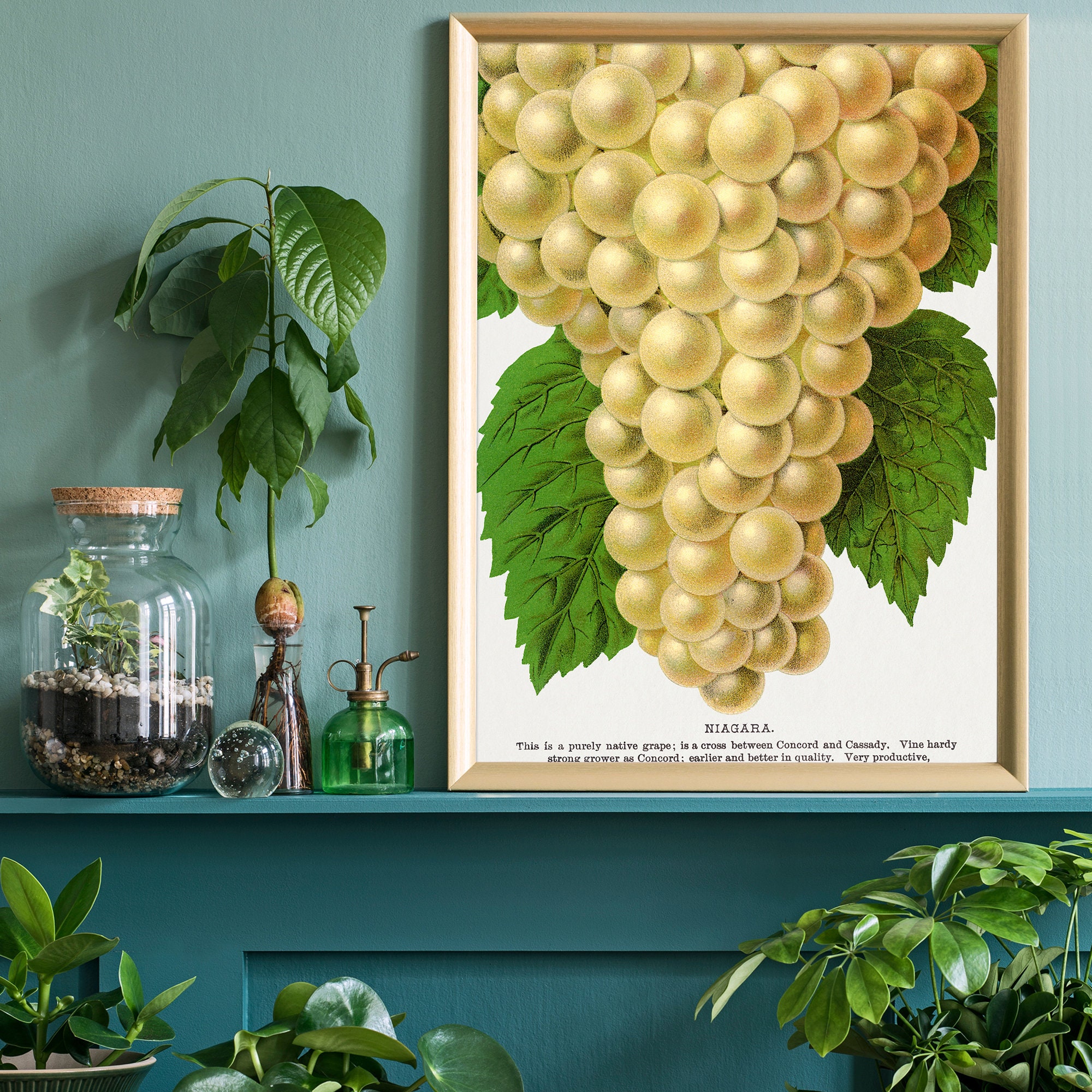 Grape Poster Vintage Grapes Poster, Lithograph Print, Antique Botanical Art Print ...
