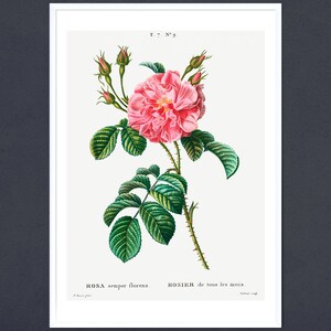 May include: A vintage botanical illustration of a pink rose with green leaves and thorns. The text "ROSA semper florens. ROSIER de tous les mois." is printed below the image.