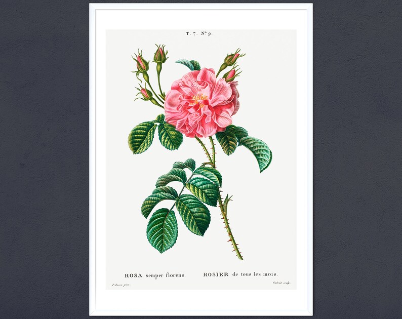 May include: A vintage botanical illustration of a pink rose with green leaves and thorns. The text "ROSA semper florens. ROSIER de tous les mois." is printed below the image.
