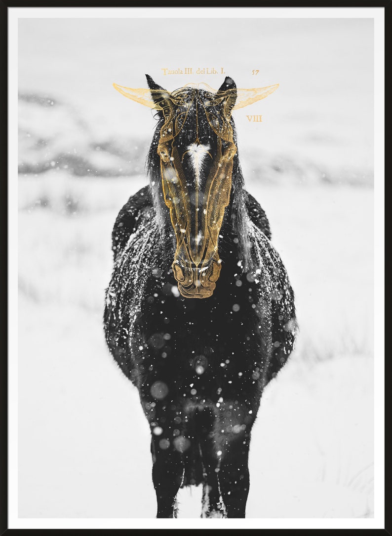 May include: A black horse with a white stripe on its face stands in a snowy field. The horse is covered in snow and has a gold overlay of a horse's anatomy. The text "Tavola III del Lib. I.  ? VIII" is visible in the top right corner of the image.