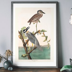 Yellow Crowned Heron Vintage Art Print – Audubon Poster, Antique Bird Illustration, Birds of America Decor