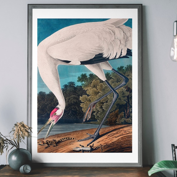 Whooping Crane Vintage Art Print, Birds of America Decor, Antique Bird Illustration, John Audubon Poster, Tropical Bird