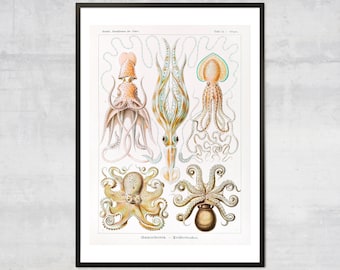 Vintage Squid & Octopus art print, Antique Ocean diagram Wall art, Victorian Art Illustration