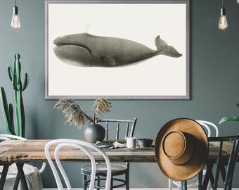 May include: A framed illustration of a grey whale with a white background. The whale is swimming to the right and has a spout of water coming from its blowhole. The frame is grey and has a white mount.