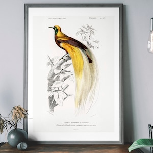 Stampa artistica vintage di Bird Of Paradise, decorazioni di Birds of America, illustrazione di uccelli antichi, poster di John Audubon, uccello tropicale