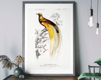 Bird Of Paradise Vintage Art Print, Birds of America Decor, Antique Bird Illustration, John Audubon Poster, Tropical Bird