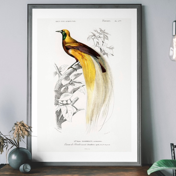 Paradiesvogel Vintage Kunstdruck, Birds of America Poster, Antike Vogel Illustration, John Audubon Poster, Tropischer Vogel