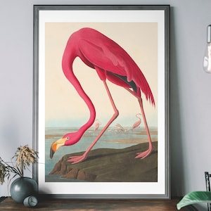 Pink Flamingo Vintage Art Print, Birds of America Decor, Antique Bird Illustration, John Audubon Poster