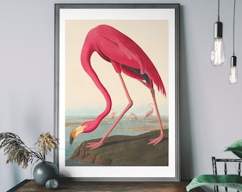 Pink Flamingo Vintage Art Print, Birds of America Decor, Antique Bird Illustration, John Audubon Poster