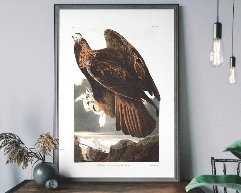 Vintage Golden Eagle Art Print Birds of America poster | Etsy