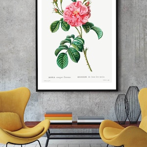 May include: A vintage botanical illustration of a pink rose with green leaves and stems. The illustration is titled "ROSA semper florens. ROSIER de tous les mois."