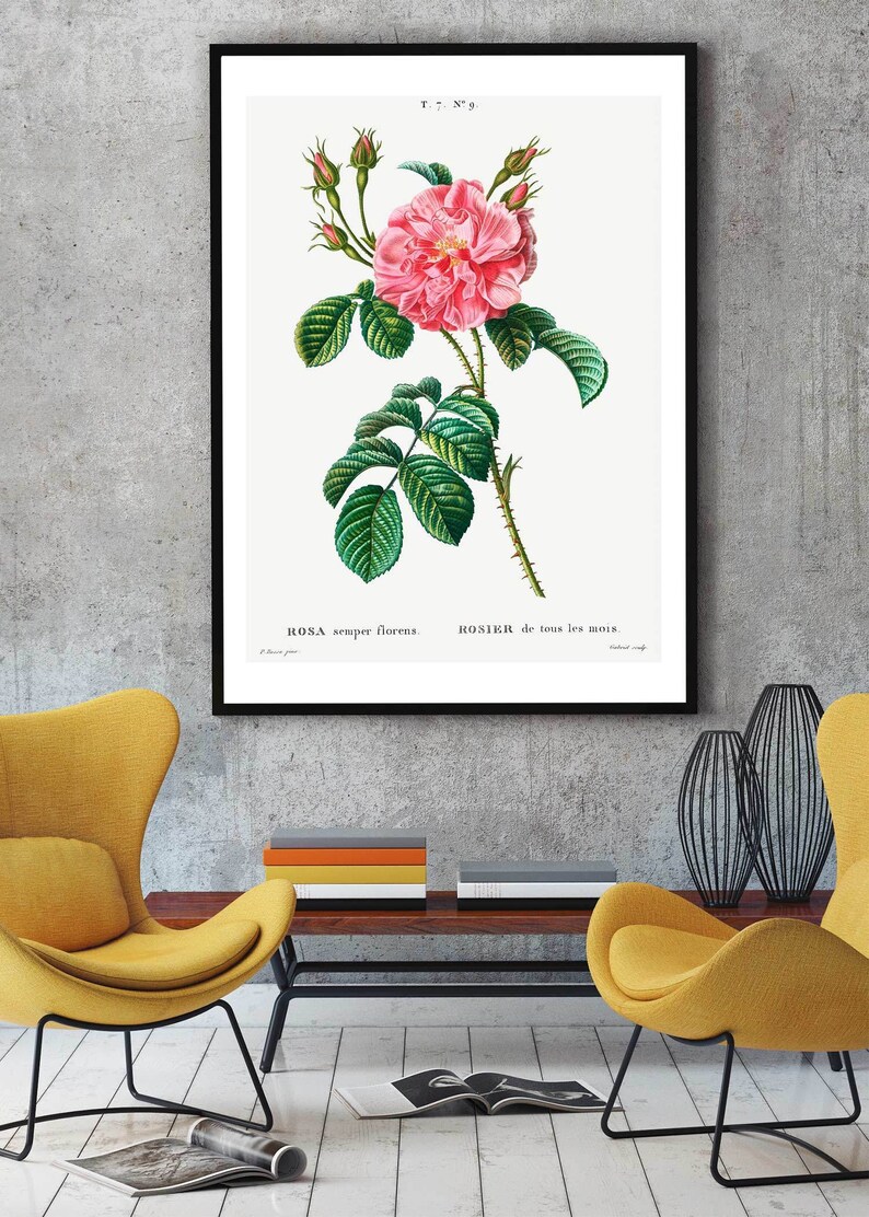 May include: A vintage botanical illustration of a pink rose with green leaves and stems. The illustration is titled "ROSA semper florens. ROSIER de tous les mois."