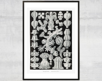 Vintage corals art print, Antique Ocean diagram Wall art, Victorian Art Illustration