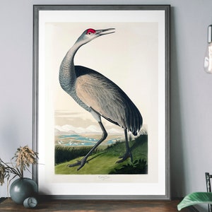 Crane Vintage Art Print, John Audubon Poster, Birds of America Decor, 19th Century Bird Illustration