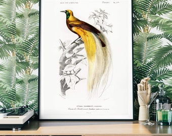Bird of Paradise Vintage Art Print, Birds of America Decor