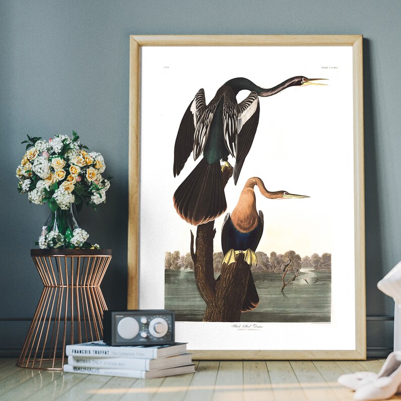 Pu&ograve; includere: Un'illustrazione vintage di due uccelli anhinga neri e bianchi appollaiati su un ramo d'albero. Gli uccelli sono raffigurati in uno stile realistico con piume dettagliate e uno sfondo naturale.