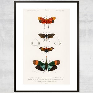 Vintage Butterfly art print, Antique insect diagram, Victorian Art Illustration