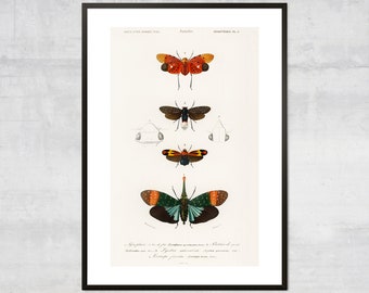 Vintage Butterfly art print, Antique insect diagram, Victorian Art Illustration