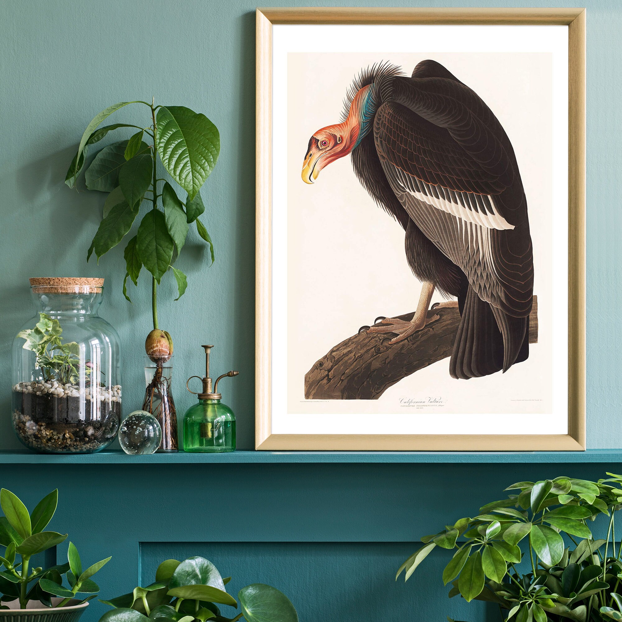 【リトグラフ】オーデュボン「アメリカの鳥類」NO.48 PL.236 単葉 初版 リトグラフ】オーデュボン「アメリカの鳥類」NO.48 PL.236 単葉 初版