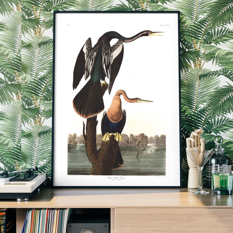 Pu&ograve; includere: Un'illustrazione vintage di due uccelli neri e marroni con colli lunghi e becchi. Gli uccelli sono appollaiati su un ramo d'albero su sfondo bianco. L'illustrazione &egrave; intitolata "Black-necked Snake Bird, Anhinga melanogaster".