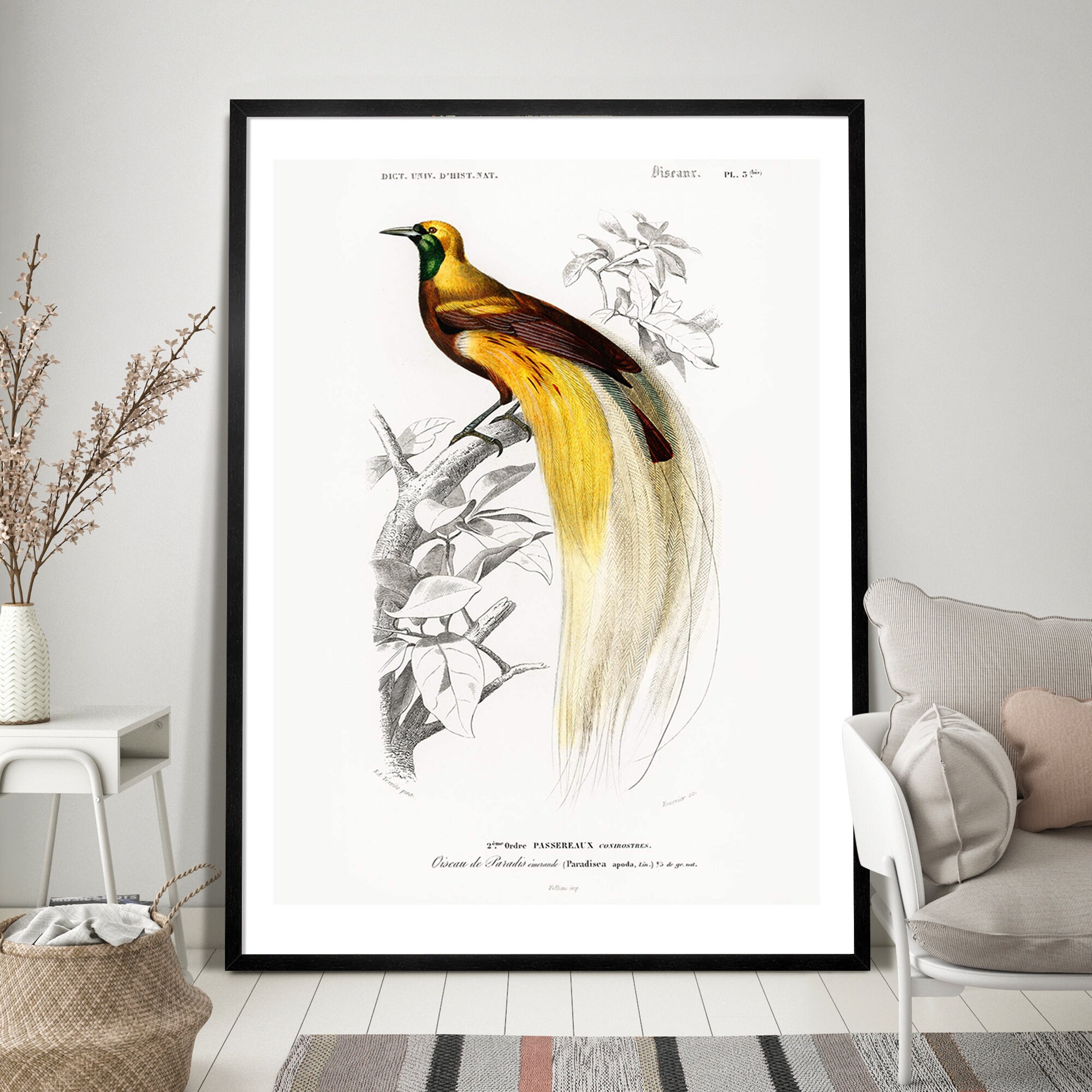 Bird of Paradise Vintage Art Print, Birds of America Decor