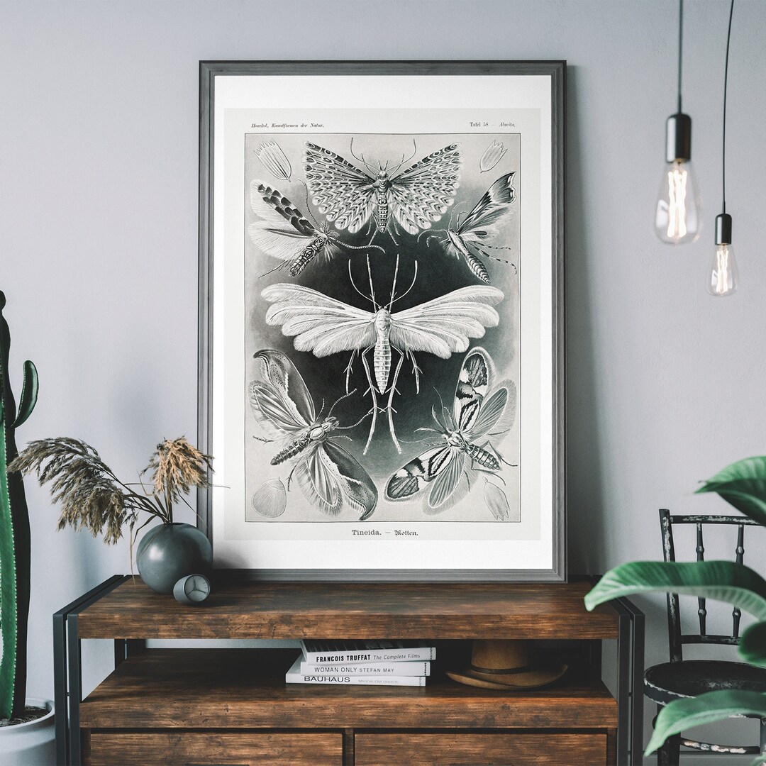 Vintage Moth Art Print – Antique Insect Illustration, Moth Wall Chart ...