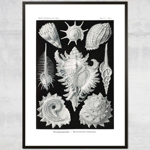 Vintage Mollusk Print, Sea Shells Wall Art, Nautical Decor, Minimal Black & White Coastal Wall Decor