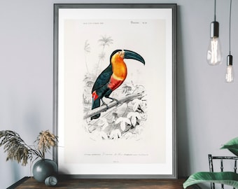 Può includere: Un'illustrazione vintage di un tucano appollaiato su un ramo in una foresta tropicale. Il tucano ha un corpo nero, un petto rosso e un grande becco arancione e nero. L'illustrazione è in bianco e nero con dettagli dipinti a mano dei colori del tucano.
