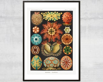 Vintage Sealife Print, Abstract Marine Life, Antique Ocean poster, Minimal Wall Decor