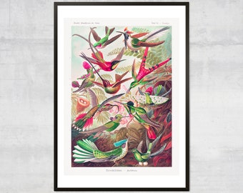 Tropical birds art print, Ernst Haeckel hummingbirds wall art, Vintage bird decor, Antique botanical