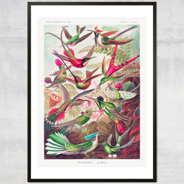 Tropical birds art print, Ernst Haeckel hummingbirds wall art, Vintage bird decor, Antique botanical