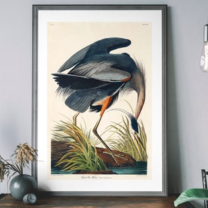 Great Blue Heron Vintage Art Print, Birds of America Decor, Antique Bird Illustration, John Audubon Poster