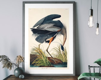 Great Blue Heron Vintage Art Print, Birds of America Decor, Antique Bird Illustration, John Audubon Poster