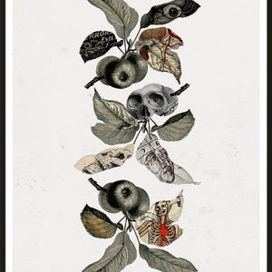 May include: A black and white illustration of a tree branch with leaves and apples. The apples are replaced with anatomical illustrations of a skull, an eye, a heart, and a skeleton.