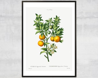 Vintage Orange print, Fruit diagram, Lithograph print, Antique botanical, Minimal wall decor