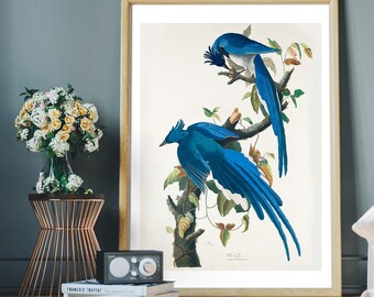 コロンビア　ジェイ　ジョン　ジェームズ　オーデュボン Columbia Jay | John James Audubon's Birds of America