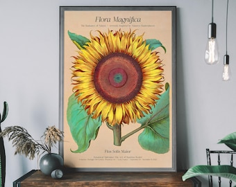 Sonnenblumen Illustration – Vintage Blumenmarkt Poster im botanischen Stil