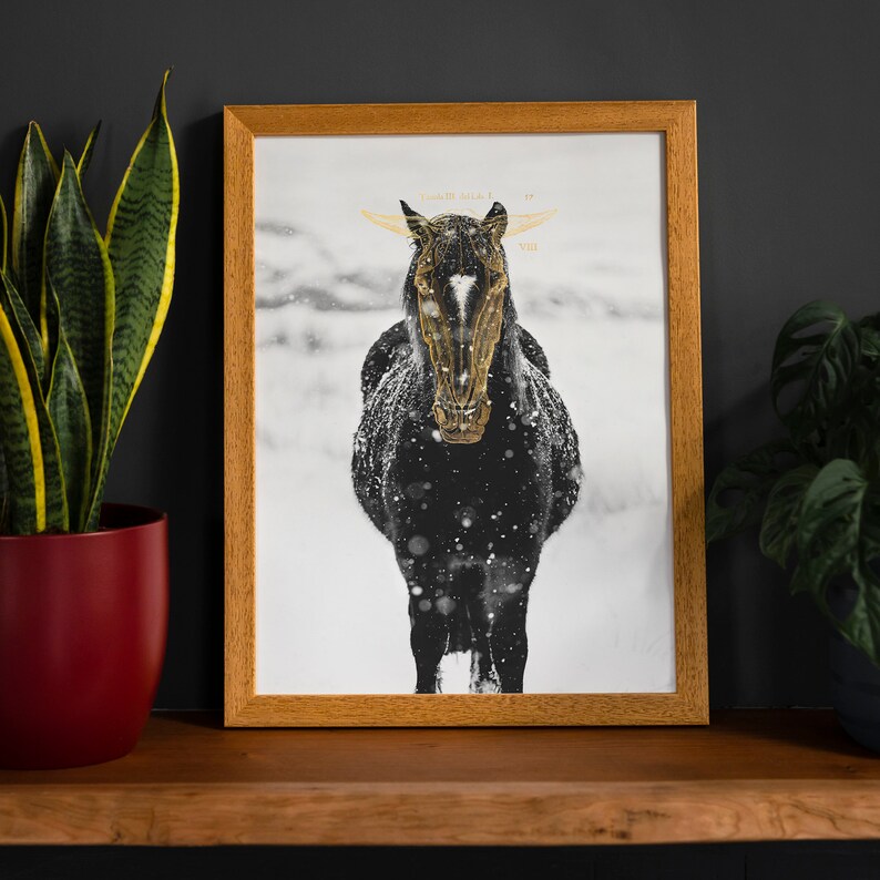 May include: A framed black and white photograph of a horse with gold horns standing in a snowy field. The horse is facing the camera and has a white star on its forehead.