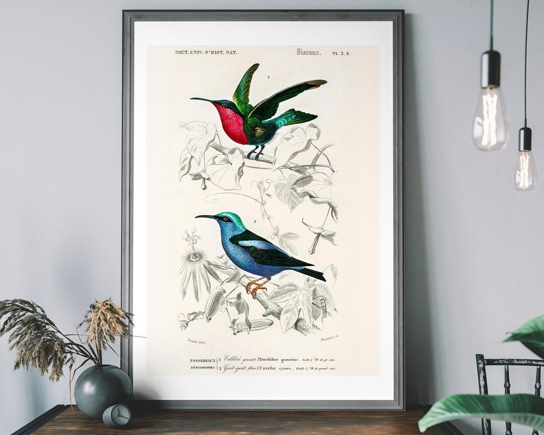 Airone azzurro, set di stampe di uccelli vintage, poster di uccelli Audubon, stampa di airone, gru americana, gru argentata, arte murale con uccelli, regalo per una nuova casa - Italia