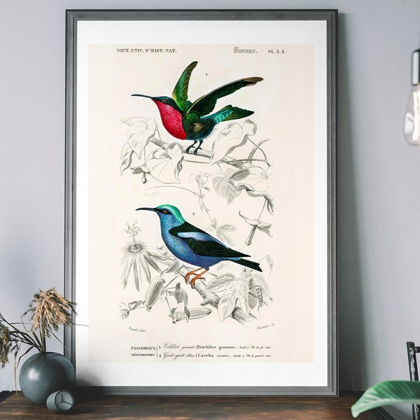 Hummingbird Vintage Art Print, Birds of America Decor, Tropical Bird Illustration, John Audubon Poster