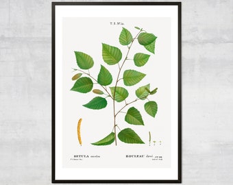 Vintage Birch Wall art, Antique Botanical Home Decor, Tree Poster, Paper Birch Leaves poster