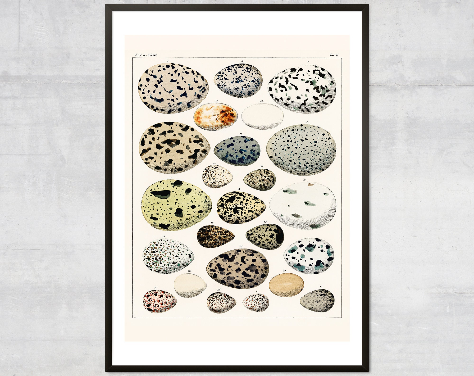 Vintage Eggs art print, Antique British diagram, Victorian Art Illustration