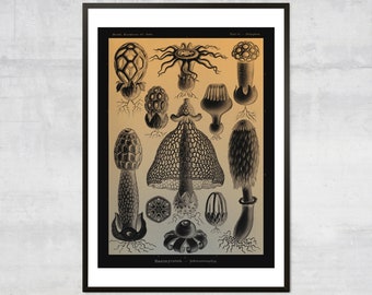 May include: A vintage botanical illustration of various types of mushrooms, with detailed drawings of their unique shapes and textures. The illustration is in black and white on a gold background and features the text "Basidiomycetes - Phalloideae".