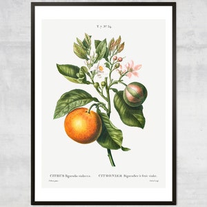 Vintage Orange Print – Fruit Diagram, Lithograph Print, Antique Botanical, Minimal Wall Decor